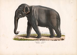 Asian Elephant by Conrad Kull