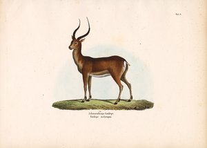 Black-footed Antelope by Conrad Kull