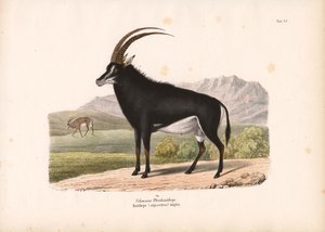 Black Horse Antelope