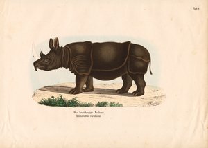 Black Rhinoceros