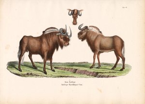 Black Wildebeest with Head Detail