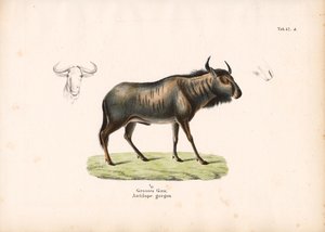 Blue Wildebeest with Head Details