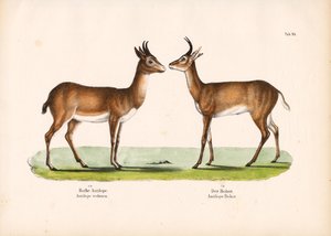 Bohor Reedbuck and Common Reedbuck by Conrad Kull