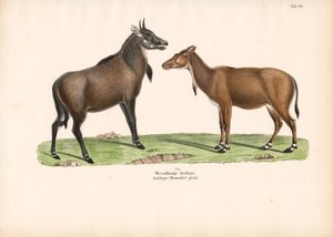 Bontebok or Blesbok by Conrad Kull