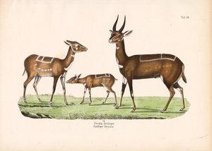 Bushbuck with Young by Conrad Kull