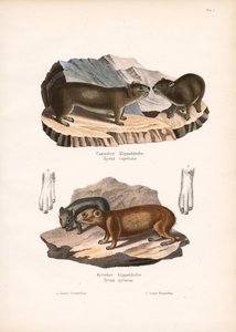 Cape and Syrian Rock Hyraxes by Conrad Kull