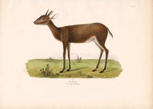 Common Duiker in the Savanna by Conrad Kull