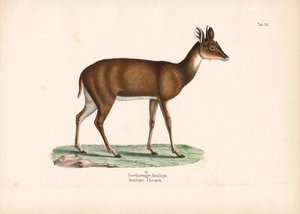 Four-horned Antelope by Conrad Kull