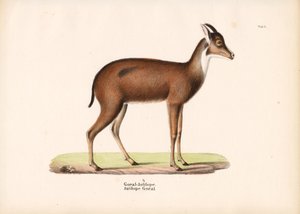 Goral Antelope in Profile by Conrad Kull