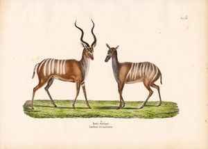 Greater Kudu in Male and Female Form by Conrad Kull