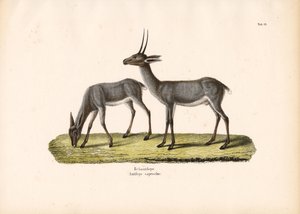 Grey Rhebok by Conrad Kull