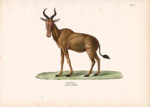 Hartebeest by Conrad Kull