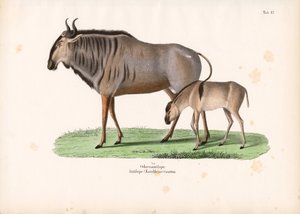 Hartebeest with Calf