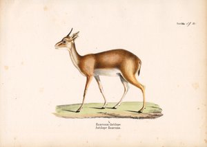 Hazenna Antelope in Profile by Conrad Kull