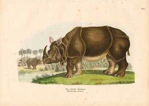 Indian Rhinoceros