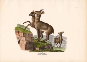 Klipspringer by Conrad Kull