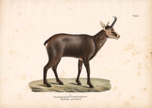 Pyrenean Chamois or Isard