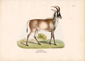 Roan Antelope by Conrad Kull