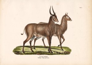 Senegal Antelope by Conrad Kull