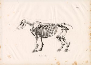 Skeleton of the Lowland Tapir by Conrad Kull