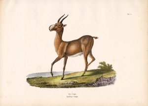 The Saiga Antelope by Conrad Kull