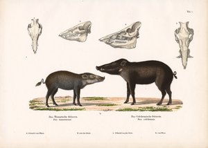 Timor Pig and Celebes Pig with Skull Views by Conrad Kull