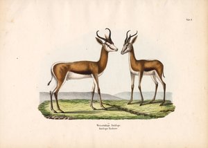 White-backed Antelope as a Pair by Conrad Kull
