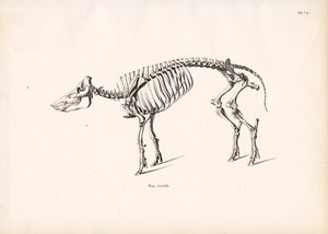Wild Boar Skeleton by Conrad Kull