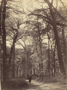 Forest Scene by Constant Alexandre Famin
