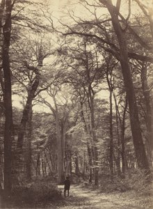 Forest Scene