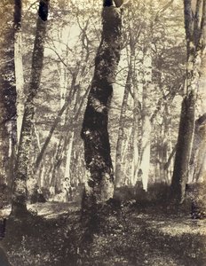 Study in the Barbizon Forest by Constant Alexandre Famin