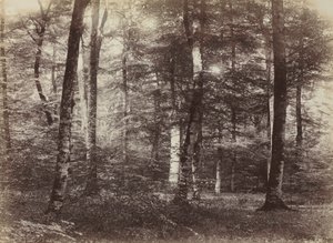 Untitled (The Forest of Fontainebleau)