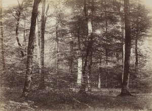 Untitled The Forest of Fontainbleau by Constant Alexandre Famin