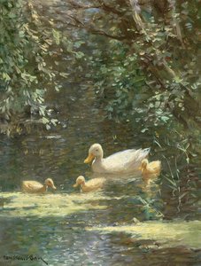 Mother Duck with Ducklings in the Water
