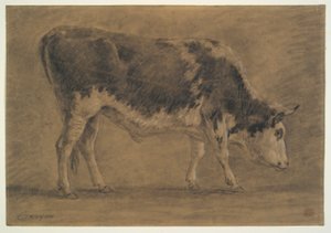American Ox by Constant Troyon