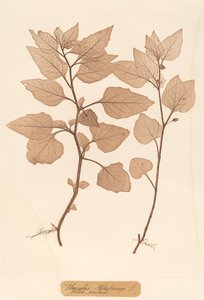 Physalis Alkekengi by Constetin von Ettinghausen and Alois Pokorny