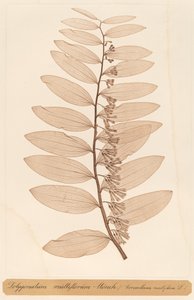 Polygonatum multiflorum Monch by Constetin von Ettinghausen and Alois Pokorny