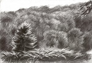 Pine Forest Drawing by Corné Akkers