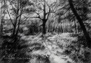 Shaded Forest Path