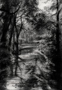 Shaded Forest Stream
