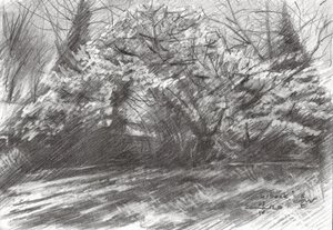 Sunlit Forest Path