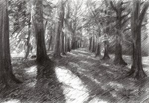 Sunlit Woodland Path by Corné Akkers