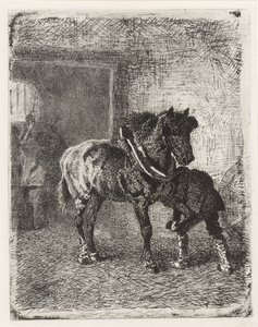 Horse Being Shod in a Blacksmith
