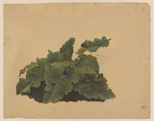 Leaves of a Rhubarb-like Plant