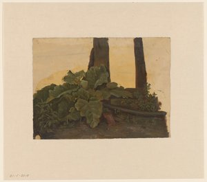 Plants at the Foot of a Tree Trunk