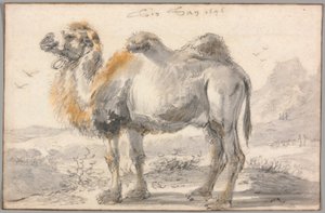 A Camel