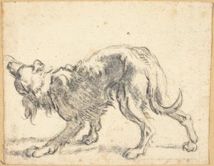 A Dog