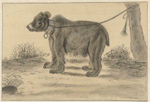 Bear Tied to a Tree by Cornelis Saftleven