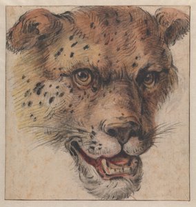 The Head of a Leopard by Cornelis Saftleven
