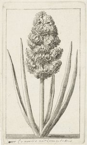 Hyacinth